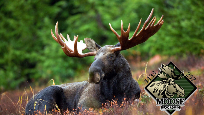Moose Tracks - October 2019