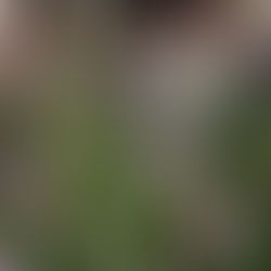 庭のコスモスが咲きました