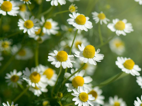 Historic Farm | Why Do We Grow Garlic, Sage and Chamomile in The Preserve?