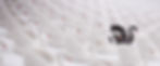 ASR SocMedBanner_edited.jpg