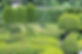 haie de jardin taillé