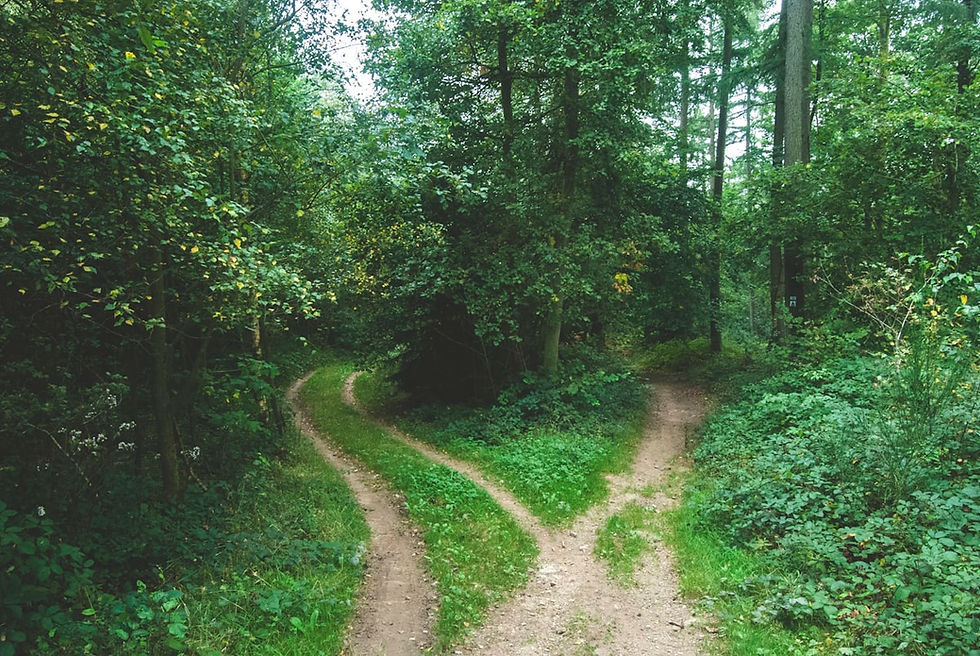 Forking forest path between trees