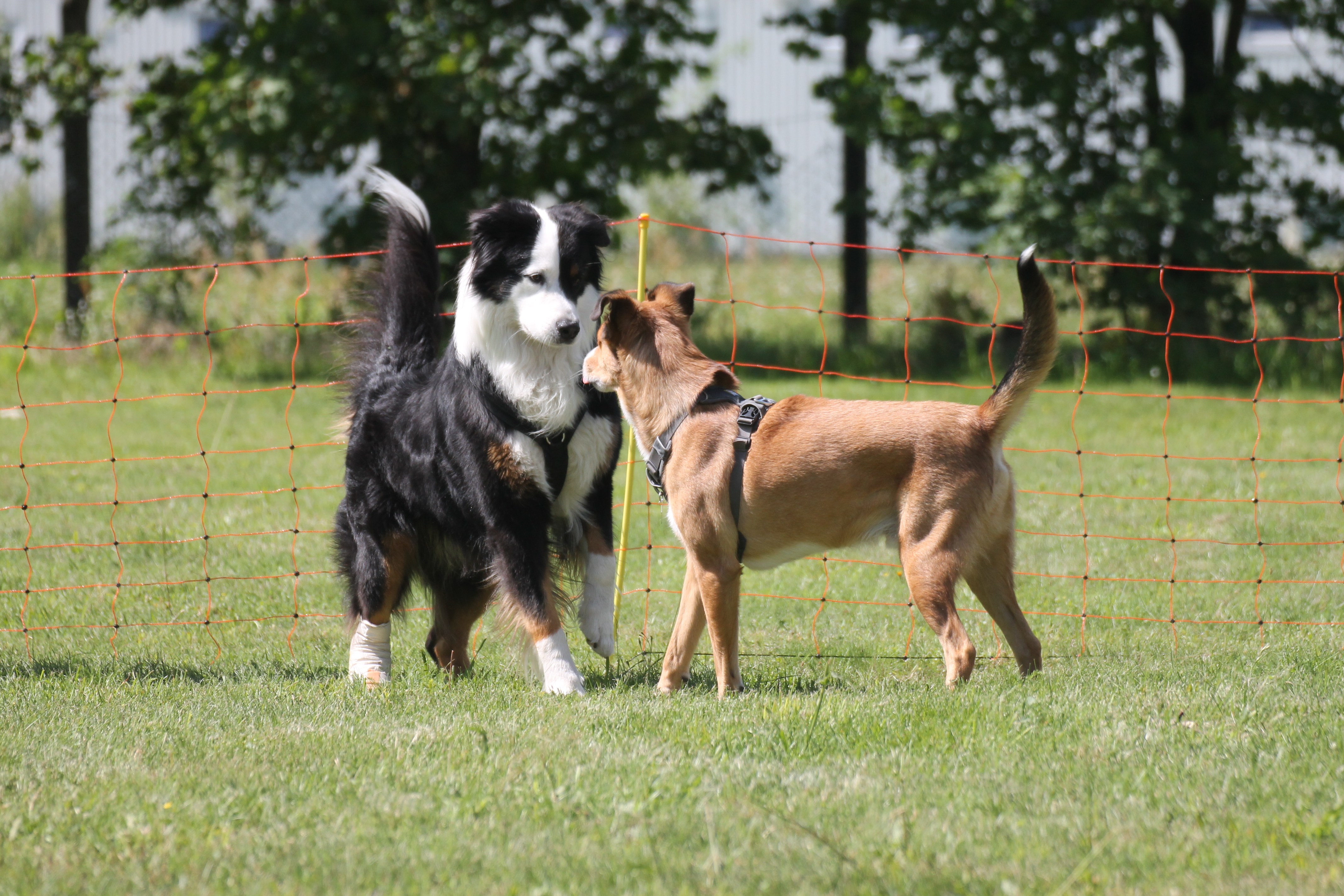 Hunde dating berlin