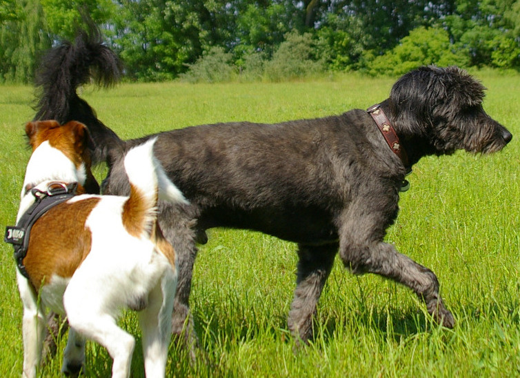 Hunde lesen und verstehen lernen