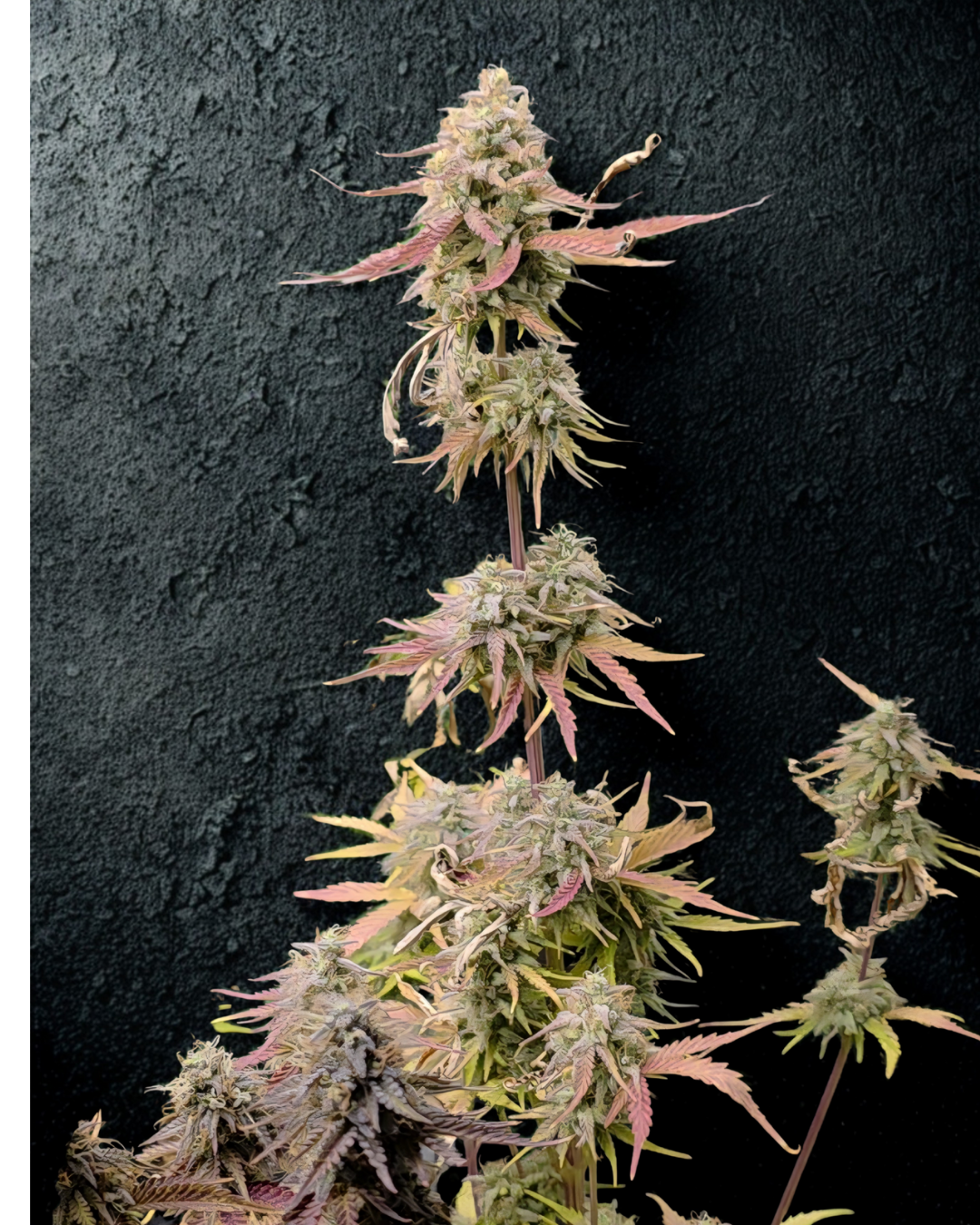 WEDDING GLUE AUTO (FBG's CUT)