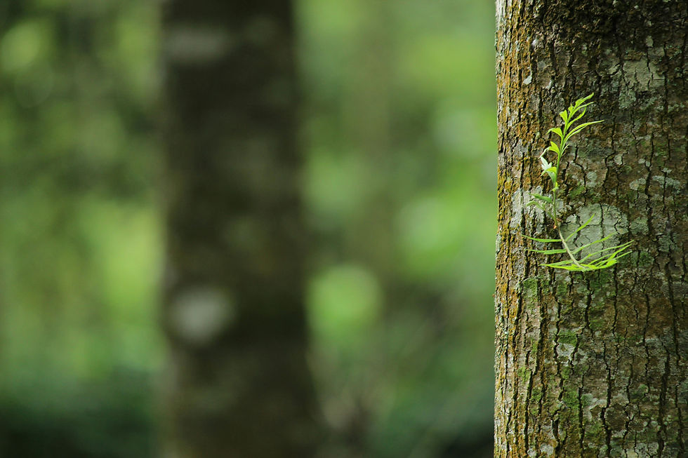 trees-in-the-forest