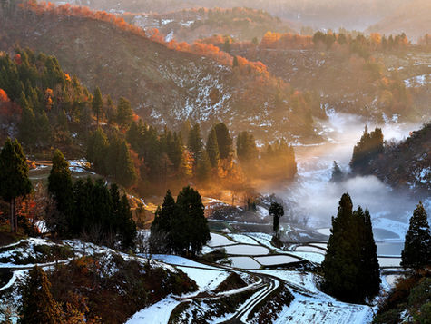 山古志 晩秋の一本杉