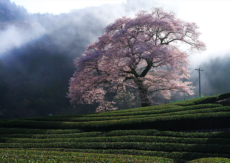 牛代の水目桜