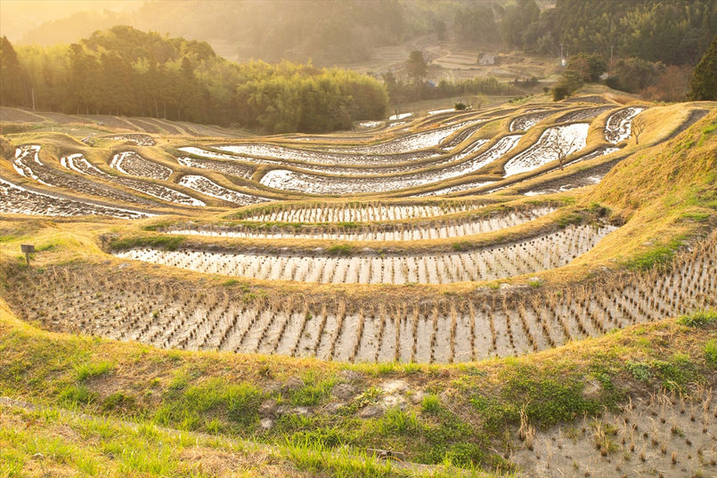 大山千枚田 (2).jpg