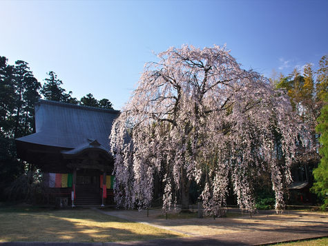 栄福寺 板尾の桜