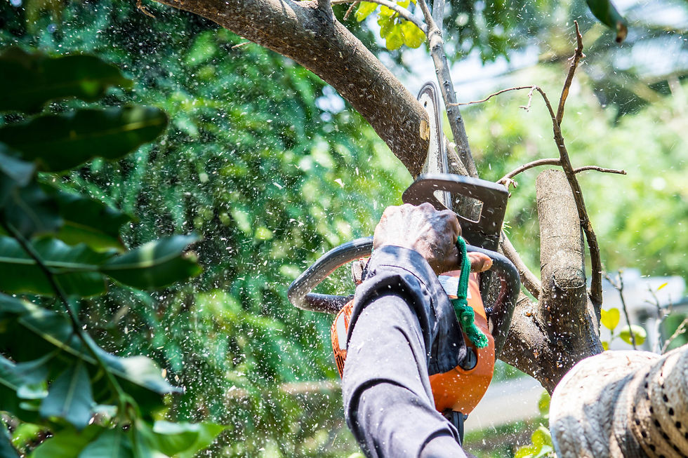 What You Need To Know About Tree Pruning
