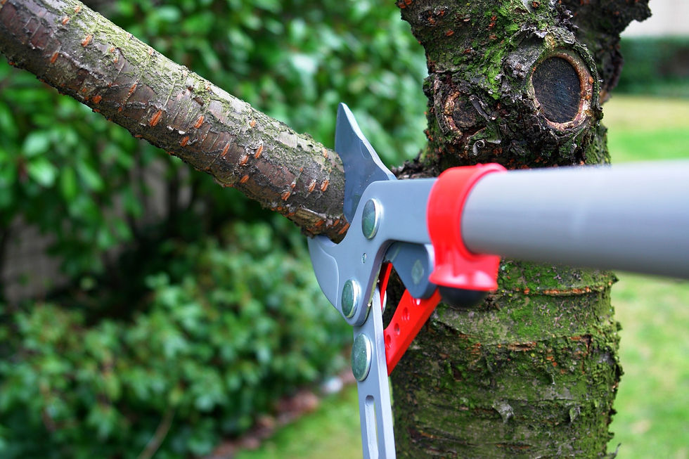 Tree Pruning