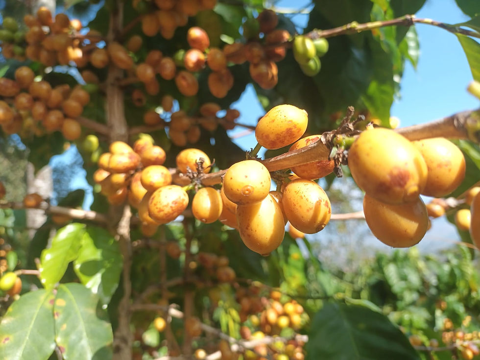 Liquidambar Farm Coffee