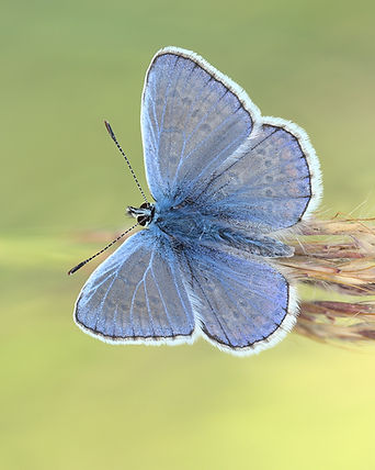 Bläuling/Michael Roschitz