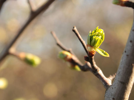 Bäume wachsen aus Luft
