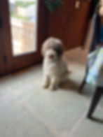 Pookie
