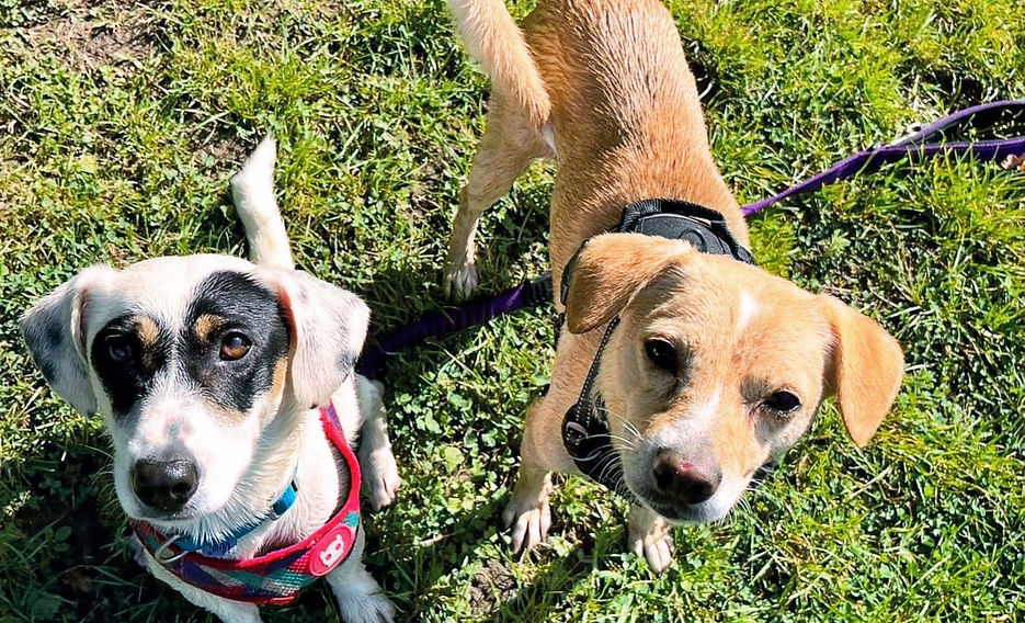 Adopted