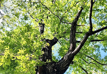 シャンバラのお教え