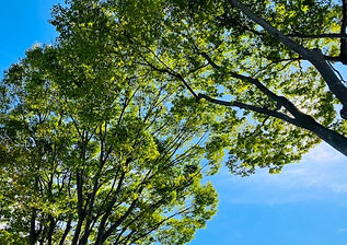 シャンバラ光の学校