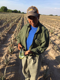 San Felipe se distingue como productor de sábila