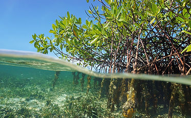 mangroves.jpg
