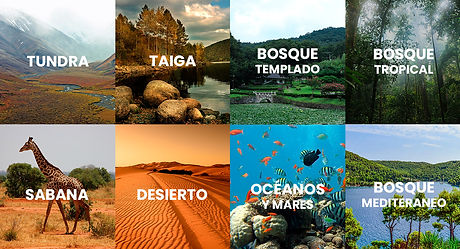 tipos-de-biomas.jpg