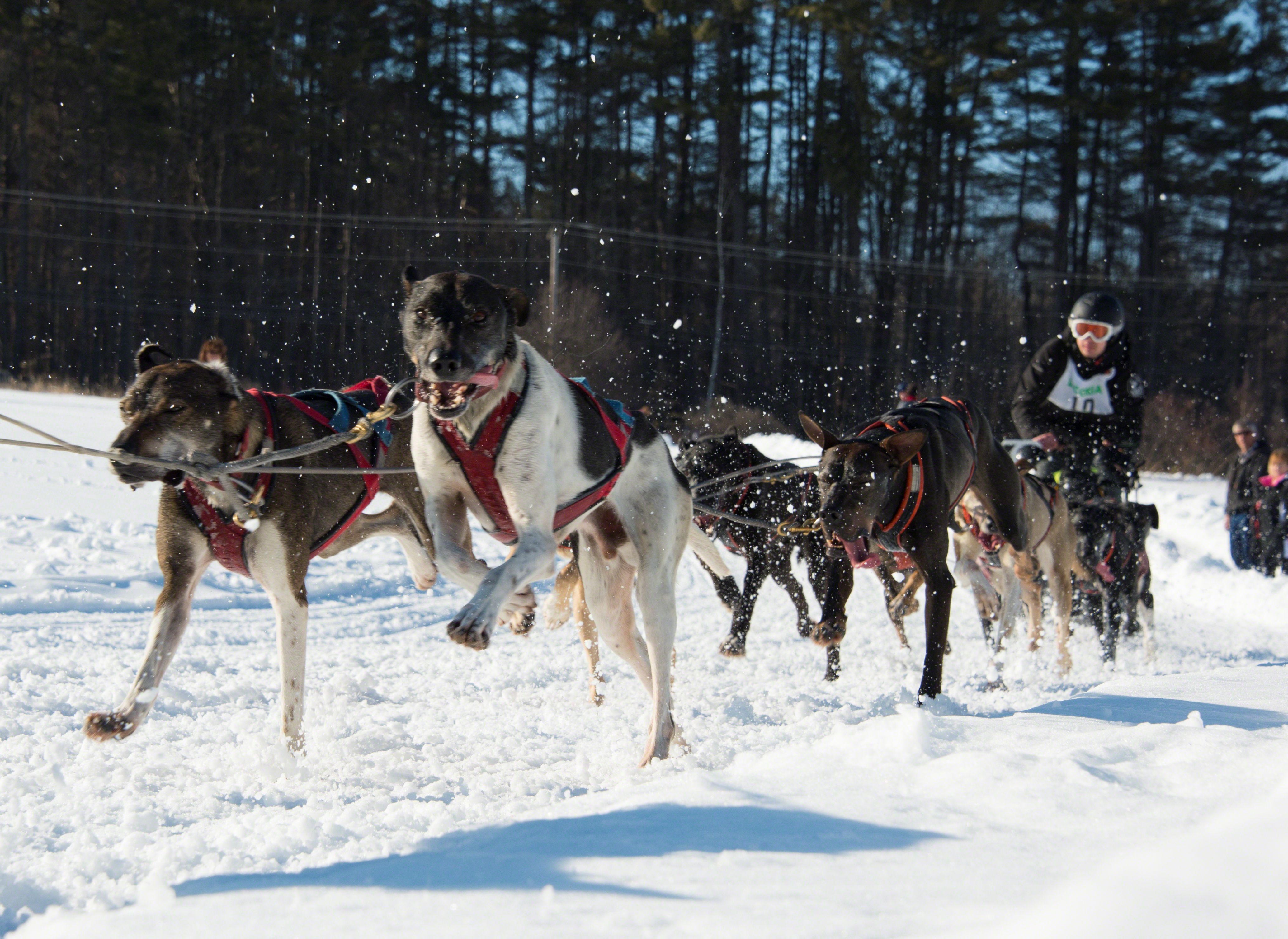 Sled Dog Race Lakes Region Sled Dog Club