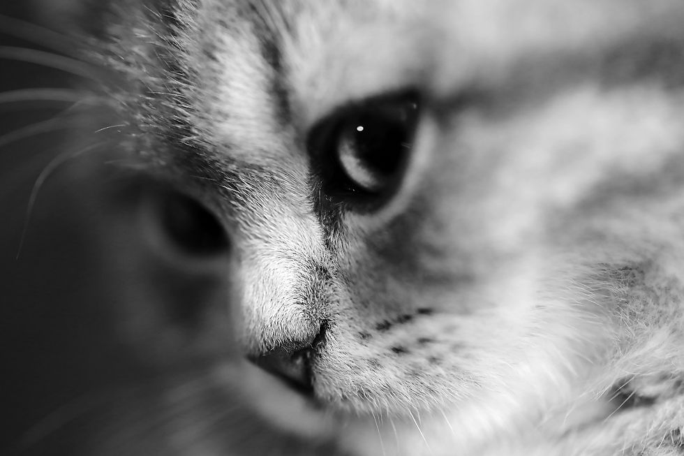 oeil de félin