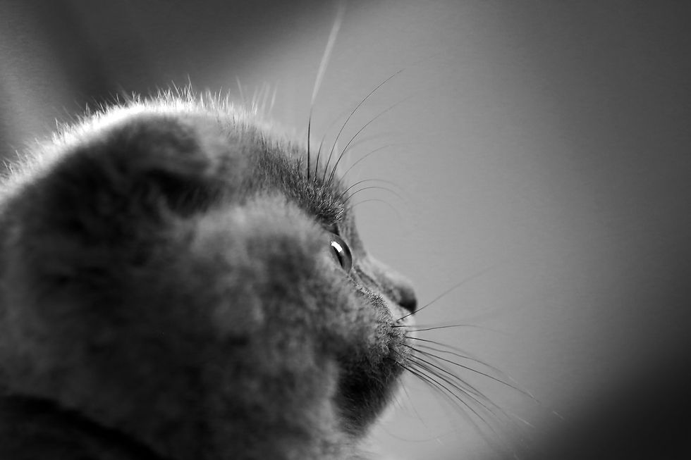 Chat pensif