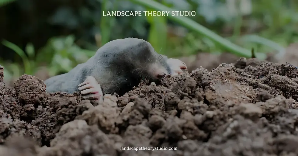 how to get rid of moles in your yard