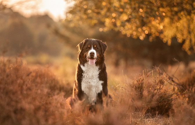 Kennenlern-Rabatt_Tierkommunikation