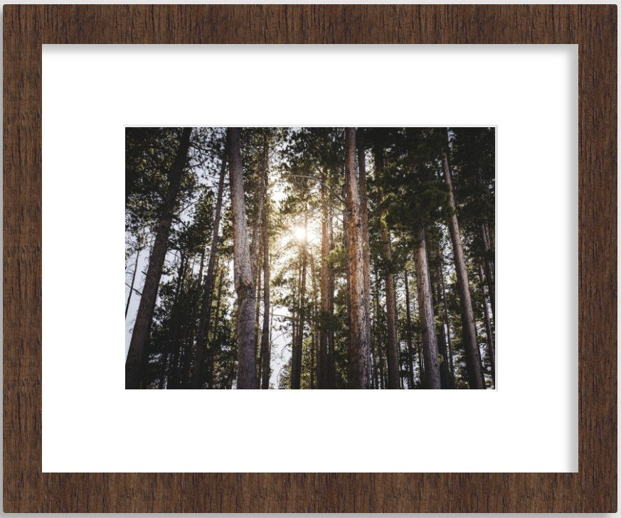 Thumbnail: Limited Edition Colorado Print — “Through the Pines”