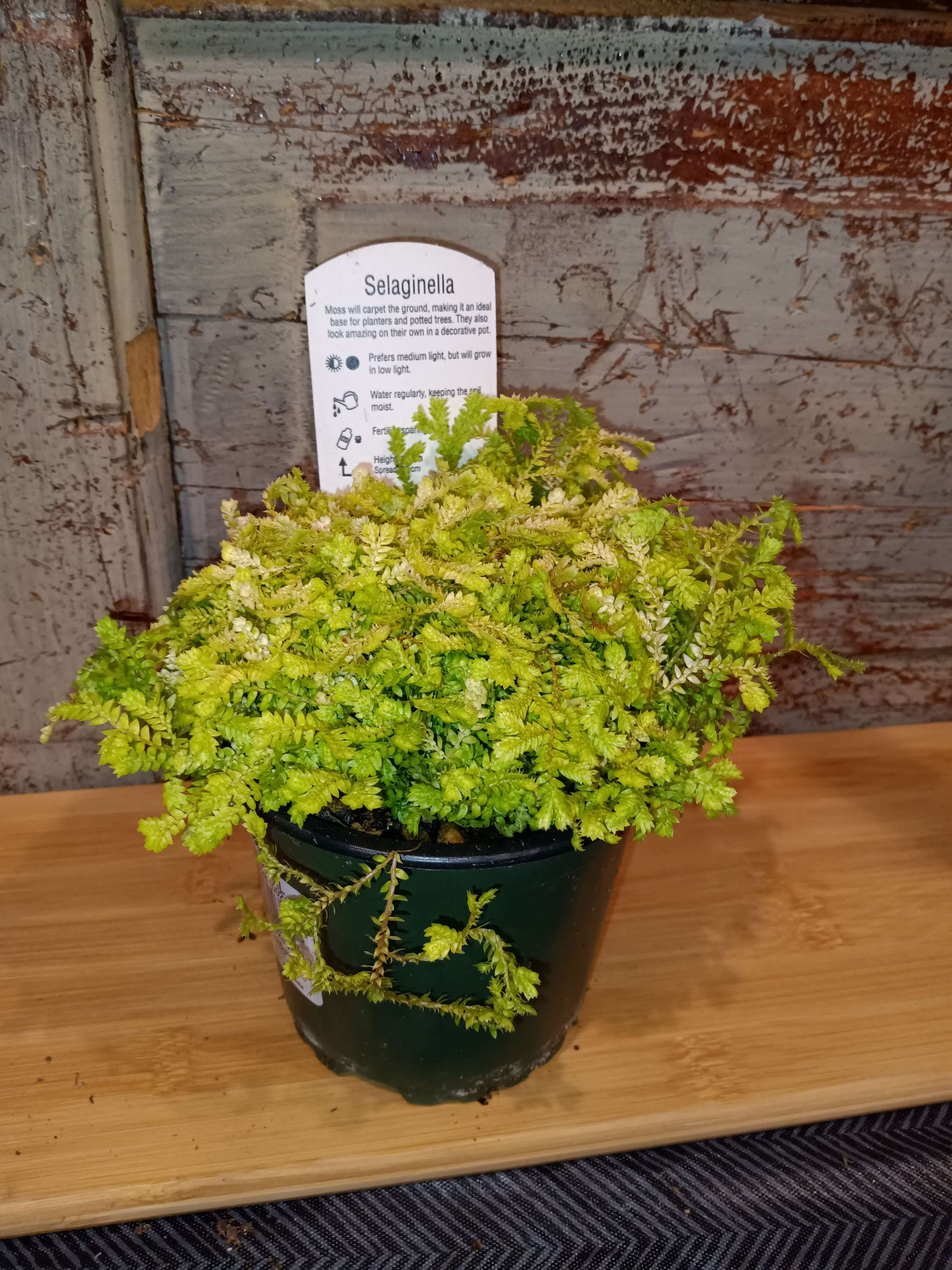 4" Club Moss