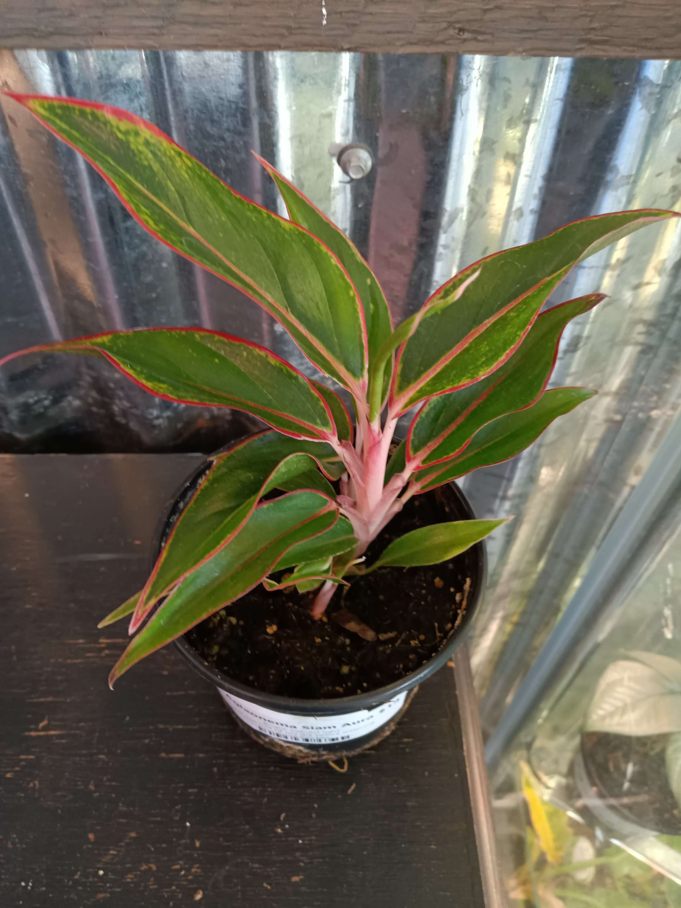 4" Aglaonema Siam Aura