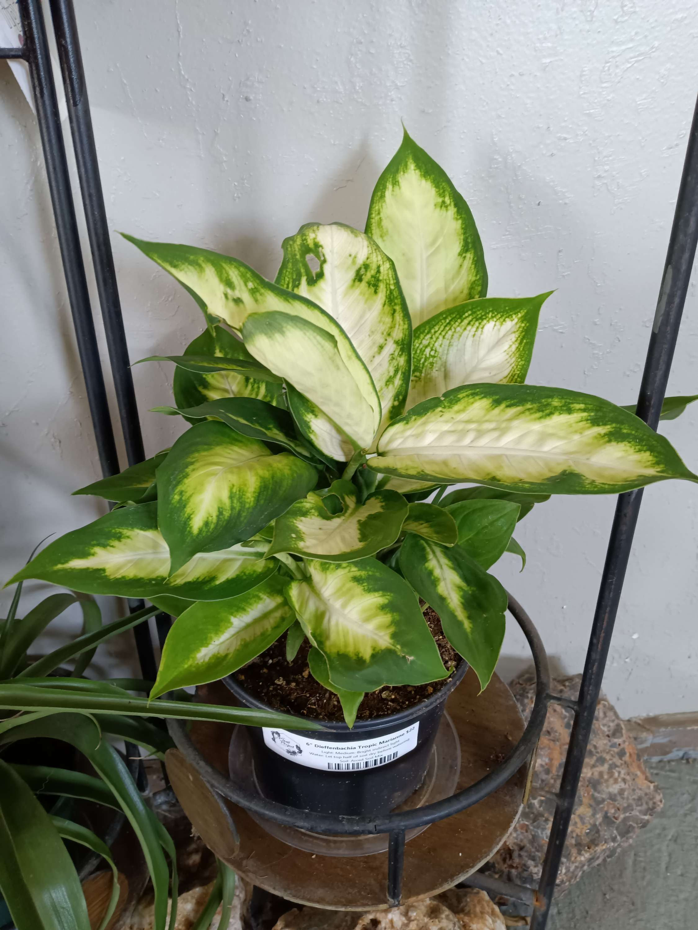 6" Dieffenbachia 'Tropic Marianne'
