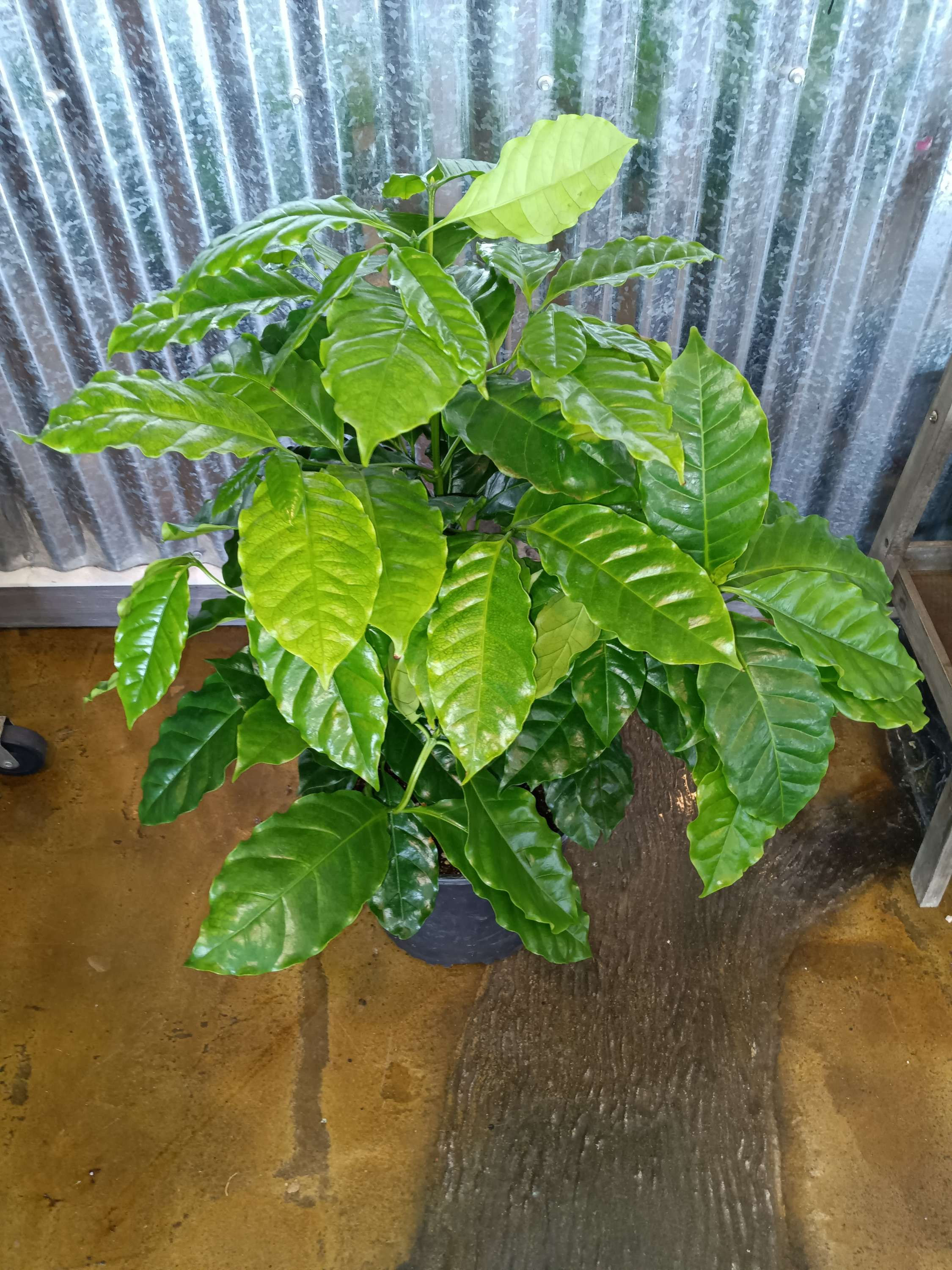 10" Coffee Tree