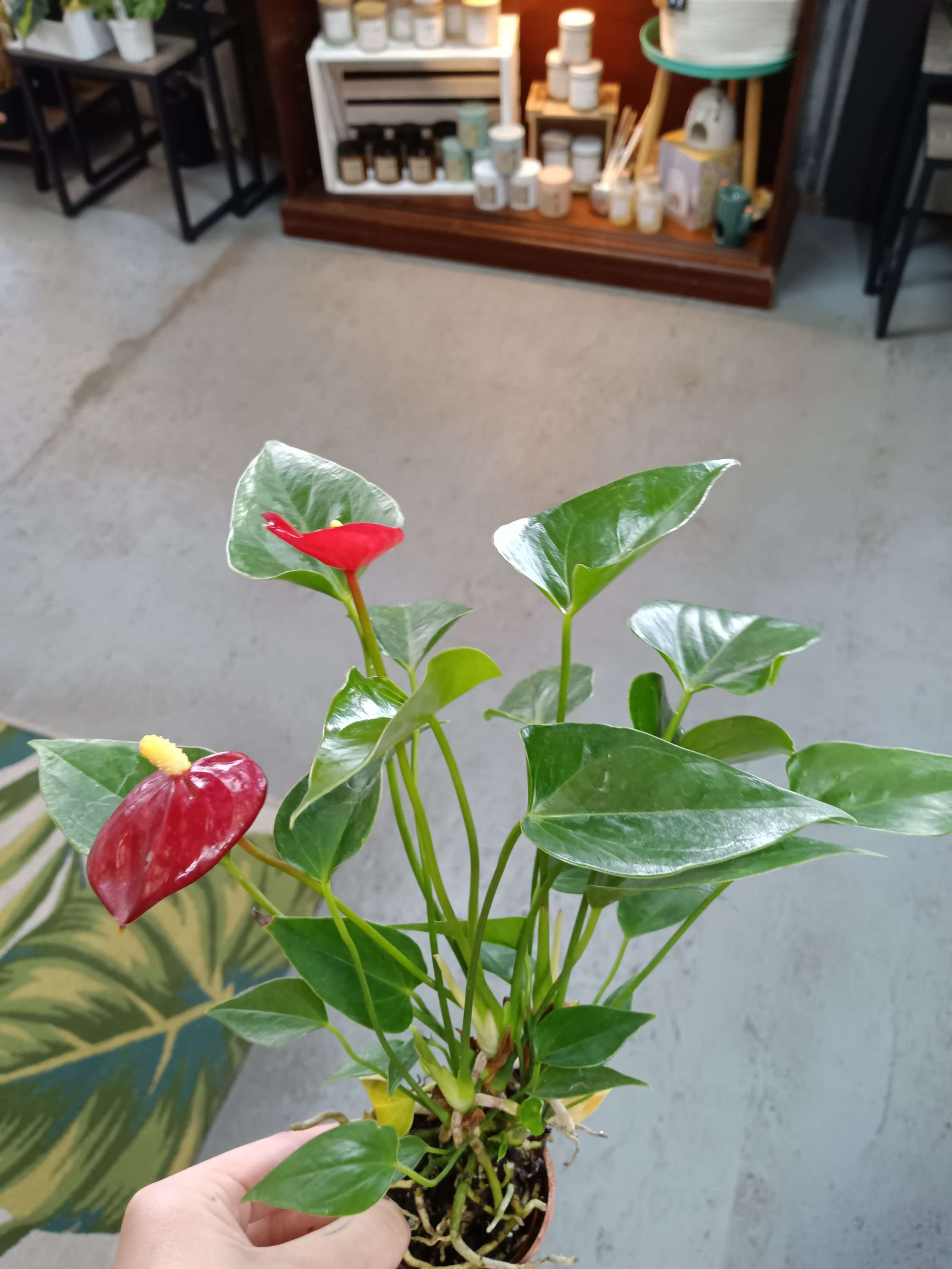 2" Anthurium