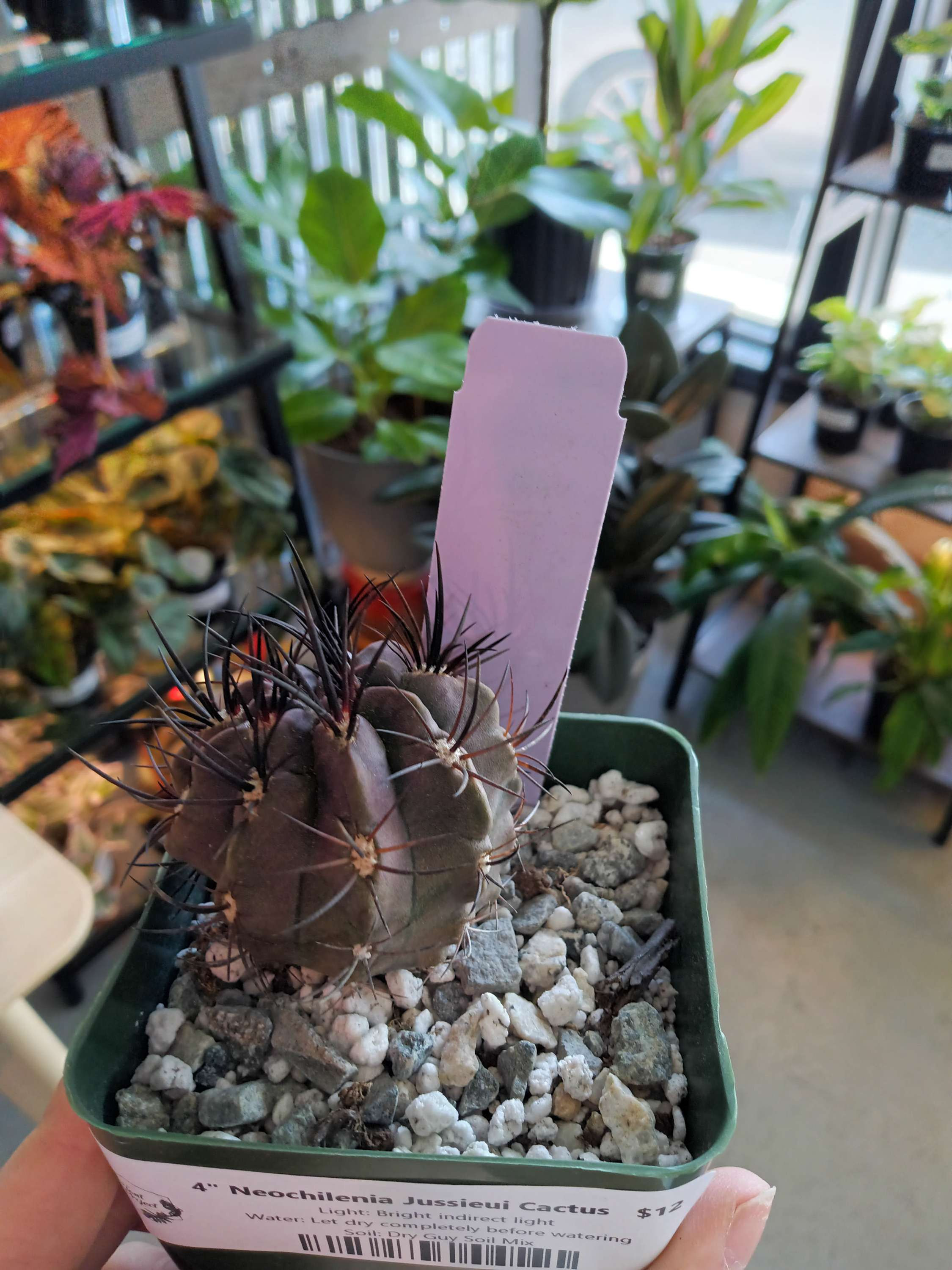 4" Neochilenia Jussieui Cactus