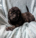 7 weeks