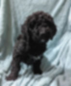 7 weeks