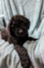 7 weeks