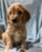 7 weeks