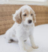 8 weeks