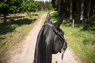 Ardenne-Horse-Trip-7447.jpeg