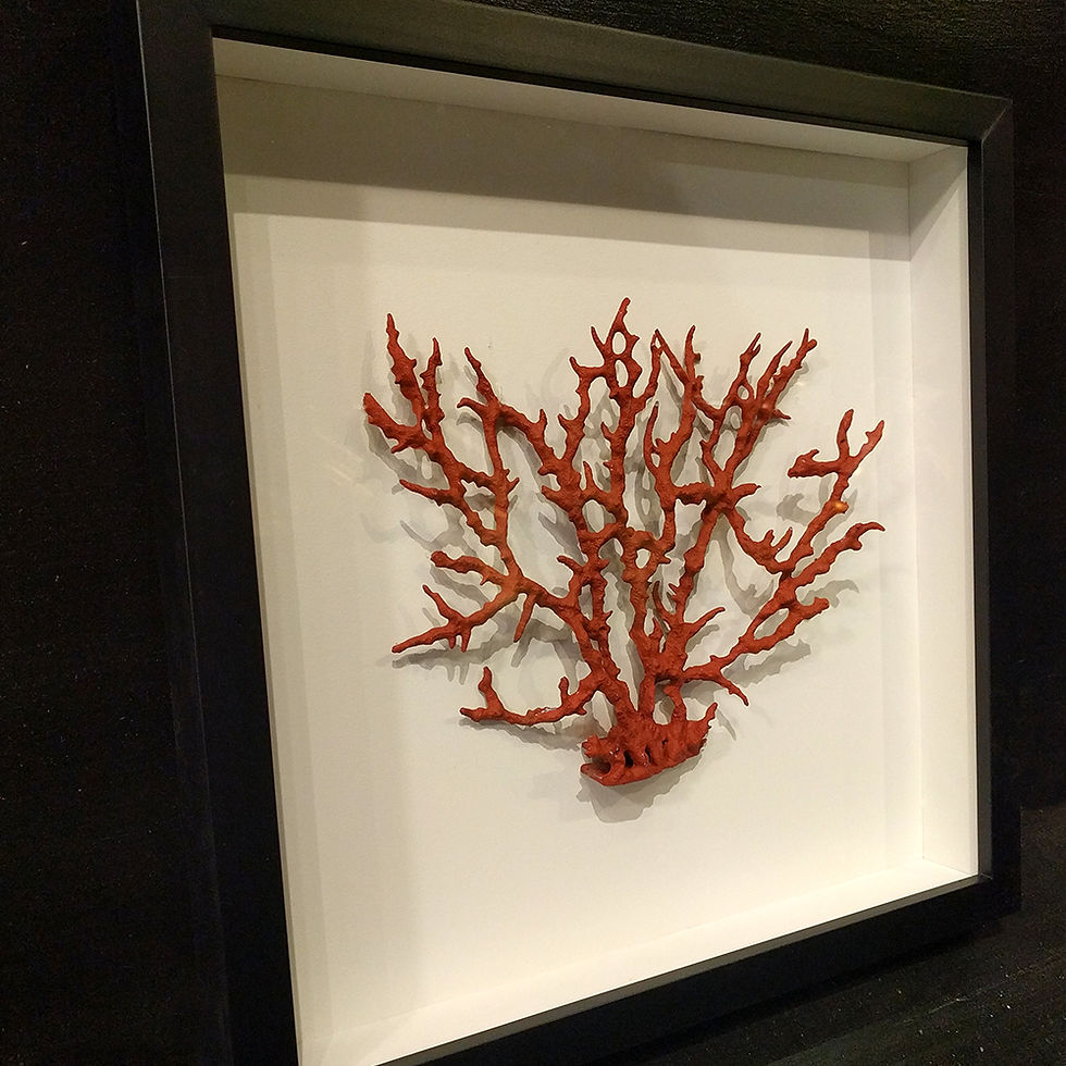 Miniatura: Coral Box III