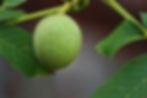 Miniaturbild: Walnut Kernel