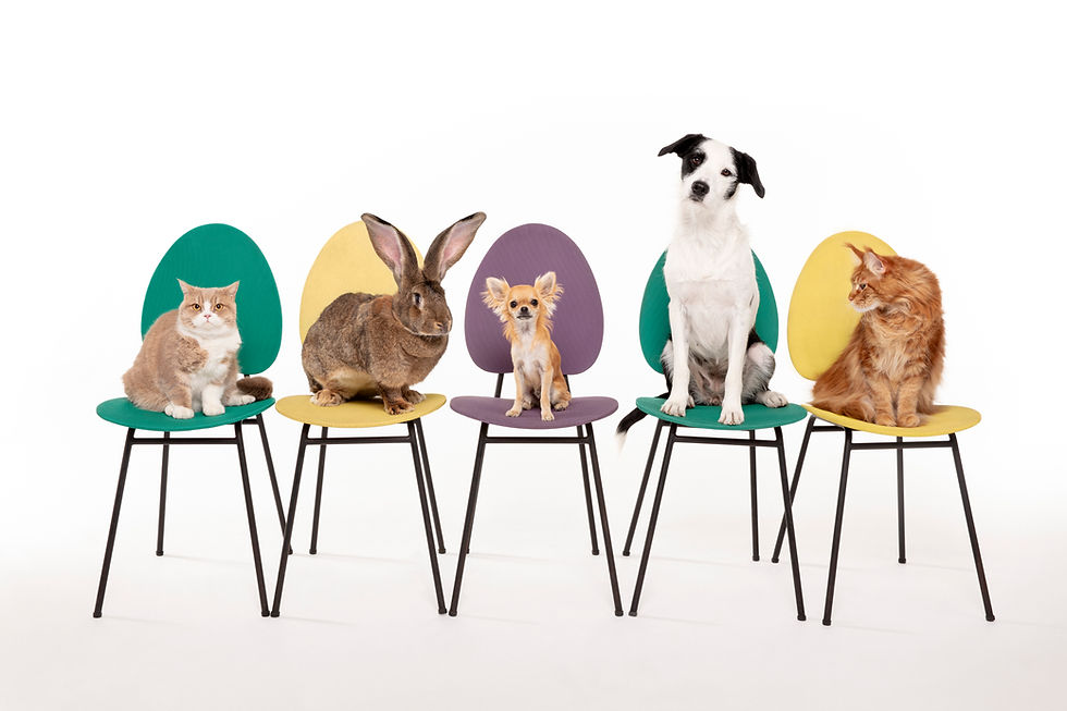 SantéVet five pets on a chair
