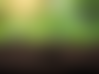 Close-up view of intertwined plant roots in rich soil