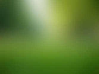 Eye-level view of a serene park with lush greenery