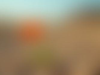 Eye-level view of a single blooming flower standing tall in a field of dry grass